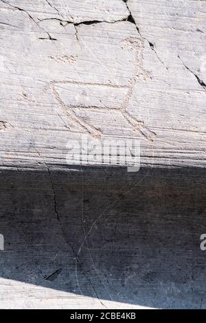 Dessins de rochers de chamois, parc national de Naquane de Rupestrian gravures, Capo di Ponte, Valcamonica, Lombardie, Italie Banque D'Images