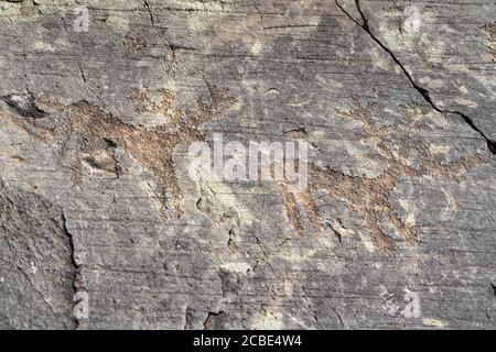 Détail de cerf, gravure de roche, Parc national de Naquane, Capo di Ponte, Valcamonica, province de Brescia, Lombardie, Italie Banque D'Images