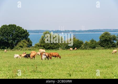 Jersey Milchrinder auf der Weide des Versuchsgutes Lindhof der Universität Kiel an der Eckernförder Bucht Banque D'Images