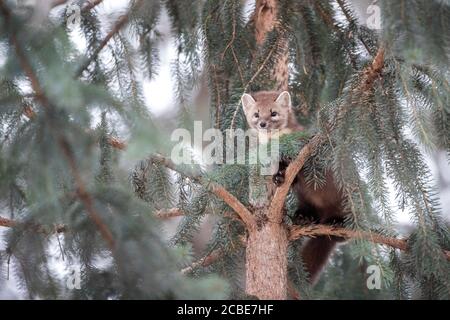 Martre d'Amérique (Martes americana) perchée sur une branche d'épinette, jetant un coup d'œil à travers des aiguilles à feuilles persistantes avec une expression curieuse dans une forêt d'hiver. Banque D'Images