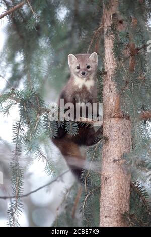 Martre d'Amérique (Martes americana) perchée sur une branche d'épinette, jetant un coup d'œil à travers des aiguilles à feuilles persistantes avec une expression curieuse dans une forêt d'hiver. Banque D'Images