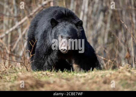 Un ours noir sauvage se nourrissant de graminées au printemps dans le nord-ouest de la Colombie-Britannique, au Canada. Banque D'Images