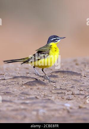 Queue de Wagon à tête bleue pour homme adulte (Motacilla flava flava) Photographié en Israël en mars Banque D'Images