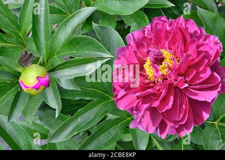 Belle fleur de pivoine rose (Paeonia suffruticosa) gros plan avec bouton et feuilles vertes sur le parterre à fleurs dans le jardin. Beauté de la nature, floriculture, gard Banque D'Images