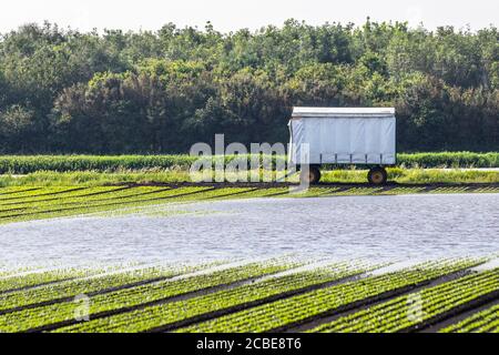 Hesketh Bank, Lancashire. 13 août 2020. Météo Royaume-Uni. De fortes pluies non saisonnières d'une nuit détruisent les cultures de légumes récemment plantées dans la région connue sous le nom de «Salad Bowl» du Lancashire, dans un revers pour les agriculteurs qui se préparent pour la saison agricole très chargée dans le contexte de la pandémie du coronavirus. Un autre avertissement météo jaune a été émis par les prévisionnistes. Crédit : MediaWorldImages/AlamyLiveNews Banque D'Images