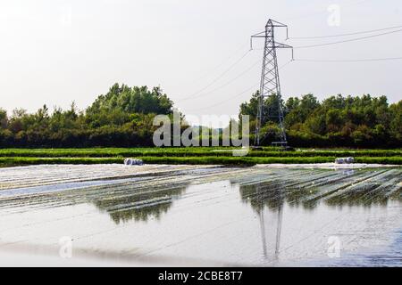 Hesketh Bank, Lancashire. 13 août 2020. Météo Royaume-Uni. De fortes pluies non saisonnières d'une nuit détruisent les cultures de légumes récemment plantées dans la région connue sous le nom de «Salad Bowl» du Lancashire, dans un revers pour les agriculteurs qui se préparent pour la saison agricole très chargée dans le contexte de la pandémie du coronavirus. Un autre avertissement météo jaune a été émis par les prévisionnistes. Crédit : MediaWorldImages/AlamyLiveNews Banque D'Images