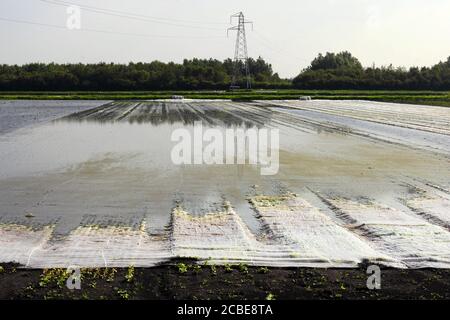 Hesketh Bank, Lancashire. 13 août 2020. Météo Royaume-Uni. De fortes pluies non saisonnières d'une nuit détruisent les cultures de légumes récemment plantées dans la région connue sous le nom de «Salad Bowl» du Lancashire, dans un revers pour les agriculteurs qui se préparent pour la saison agricole très chargée dans le contexte de la pandémie du coronavirus. Un autre avertissement météo jaune a été émis par les prévisionnistes. Crédit : MediaWorldImages/AlamyLiveNews Banque D'Images