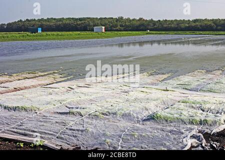 Hesketh Bank, Lancashire. 13 août 2020. Météo Royaume-Uni. De fortes pluies non saisonnières d'une nuit détruisent les cultures de légumes récemment plantées dans la région connue sous le nom de «Salad Bowl» du Lancashire, dans un revers pour les agriculteurs qui se préparent pour la saison agricole très chargée dans le contexte de la pandémie du coronavirus. Un autre avertissement météo jaune a été émis par les prévisionnistes. Crédit : MediaWorldImages/AlamyLiveNews Banque D'Images