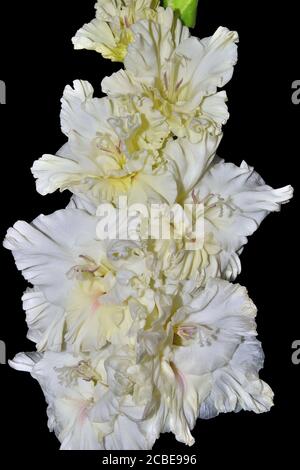 Photo macro de gladiolus blanc, ou fleur de lys d'épée avec des pétales jaunes moyens et ondulés - magnifique fond floral d'été. Floriculture, jardin Banque D'Images