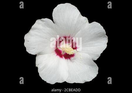 Hibiscus syriacus blanc avec rose centrale rouge profond de la fleur de Sharon 'cœur rouge' isolée sur le noir. Banque D'Images