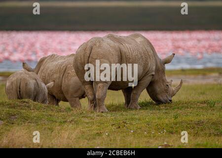 Rhinocéros blancs ou rhinocéros à lèvres carrées (Ceratotherium simum) avec veau photographié Lac Nakuru, Kenya Banque D'Images