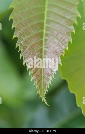 Redragage jeune arbre de châtaigne / feuilles de Castanea sativa - marron et châtaigne en français, castaña (espagnol), Castagna (italien), Kastanie (allemand). Banque D'Images