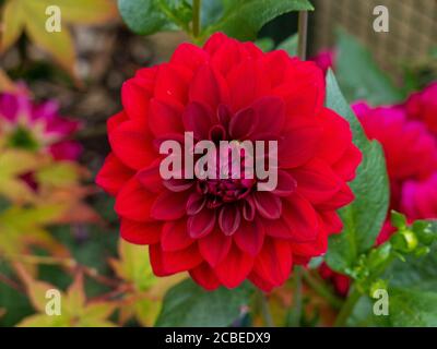 Dahlia 'Arabian night' Banque D'Images