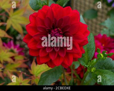 Dahlia 'Arabian night' Banque D'Images