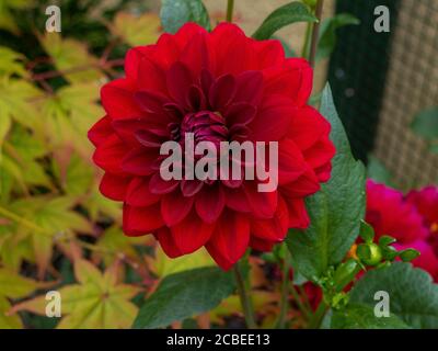 Dahlia 'Arabian night' Banque D'Images