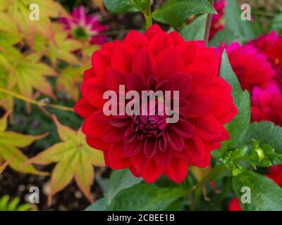 Dahlia 'Arabian night' Banque D'Images