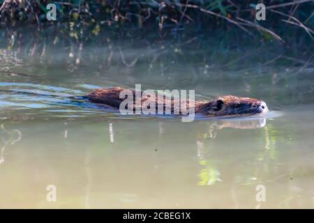Coypu, ou nutria (Myocastor coypus) nageant dans l'eau. Photographié en Israël, dans la vallée de Hula. Un grand rongeur semi-aquatique, herbivore. Le coypu vit Banque D'Images