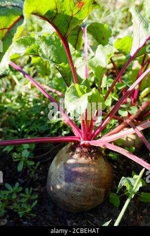 Une grande betterave avec des feuilles pousse dans le jardin dans le sol. Jour d'été ensoleillé, flou fin de mise au point sélective Banque D'Images