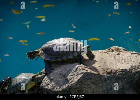 Tortue d'étang européenne (Emys orbicularis), également connue sous le nom d'étang européen terrapin. Dans un étang aquatique intérieur Banque D'Images