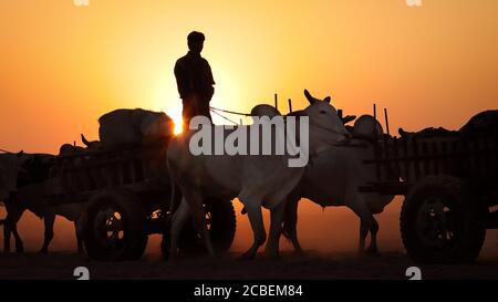 Silhouette d'un agriculteur avec du bétail à Bagan au coucher du soleil, Myanmar (Birmanie) Banque D'Images