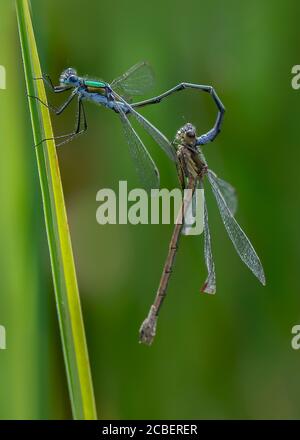 Emerald damselfly (Lestes parraina), couple d'accouplement sur la végétation, Dumfries, SW Ecosse Banque D'Images