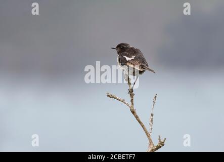 Stonechat (Saxicola torquatus), oiseau immature récemment à part. Banque D'Images