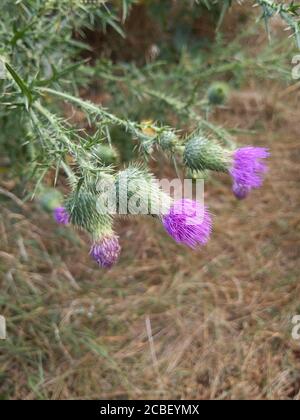 Plan vertical de fleurs de cirsium vulgare capturées dans une forêt Banque D'Images