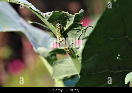 Chou caterpillar sur une feuille de chou verte Banque D'Images