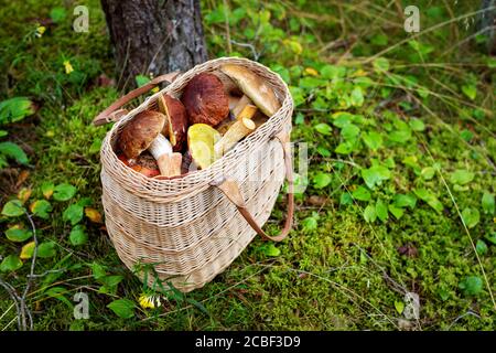 panier en mousse avec champignons sauvages Banque D'Images