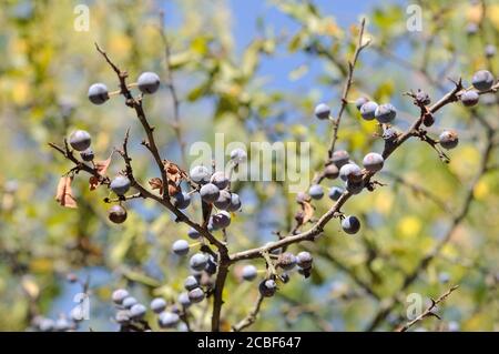 Les baies de Blackthorn mûrissent sur les buissons à la fin de l'été. Faible profondeur de champ Banque D'Images