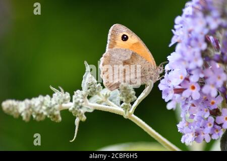 Meadow Brown Butterfly on Buddleia Flower (Buddleja) Banque D'Images