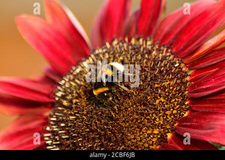 Tournesol (Helianthus annuus) avec Bumble Bee (Bombus) Banque D'Images