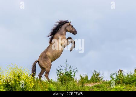 Chevaux Konik combats dans l'Oostvaardersplassen, réserver aux Pays-Bas Banque D'Images