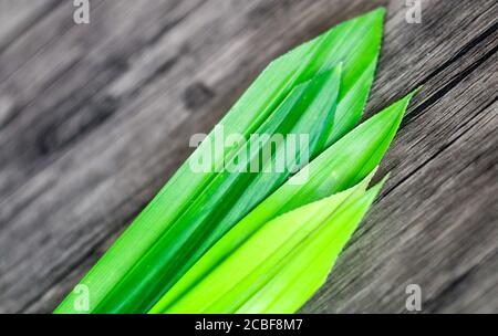 Pandan parfumé ou Pandanus amaryllifolius sur fond de bois. Banque D'Images