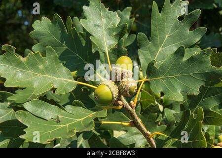 Brindilles de chêne aux feuilles vertes et aux glands, chênes dans la forêt. Banque D'Images