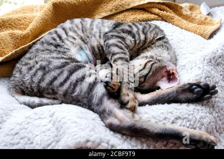 Le chat est allongé sur son côté, la suture sur l'abdomen de l'opération est visible. Après stérilisation. Cornish Rex, tabby, 7 mois. Banque D'Images