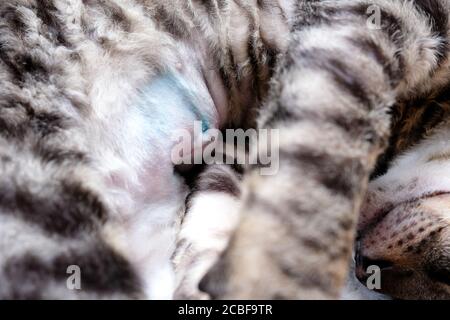 Le chat est allongé sur son côté, la suture sur l'abdomen de l'opération est visible. Trace de stérilisation. Fermer. Chaton de Rex de Cornouailles, tabby. Banque D'Images