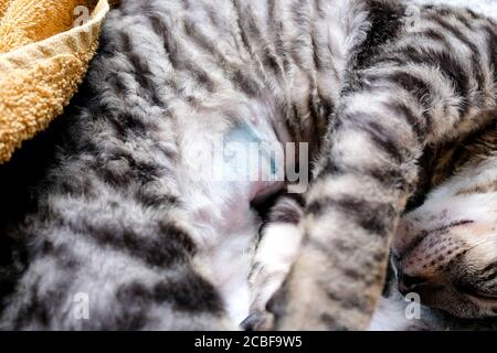 Le chat est allongé sur son côté, la suture sur l'abdomen de l'opération est visible. Trace de stérilisation. Chaton de Rex de Cornouailles, tabby Banque D'Images