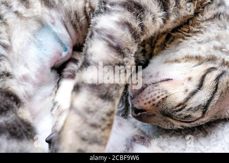 Le chat est allongé sur son côté, la suture sur l'abdomen de l'opération est visible. Trace de stérilisation. Fermer. Chaton de Rex de Cornouailles, tabby. Banque D'Images