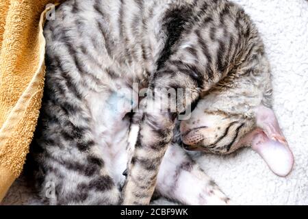 Le chat est allongé sur son côté, la suture sur l'abdomen de l'opération est visible. Trace de stérilisation. Chaton de Rex de Cornouailles, tabby. Banque D'Images