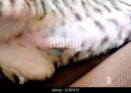 Le chat est allongé sur son côté, la suture sur l'abdomen de l'opération est visible. Trace de stérilisation. Fermer. Chaton de Rex de Cornouailles, tabby. Banque D'Images