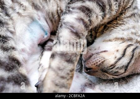 Le chat est allongé sur son côté, la suture sur l'abdomen de l'opération est visible. Trace de stérilisation. Fermer. Chaton de Rex de Cornouailles, tabby. Banque D'Images