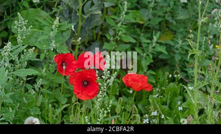 Coquelicots rouges ( Papaver rhoeas ) Croissance à la limite d'un champ de ferme à Devon Dans le sud de l'Angleterre en été Banque D'Images