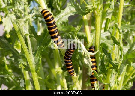 Caterpiens de Cinnabar à rayures jaunes et noires de couleur vive, Tyria jacobaeae, Cotswolds, Royaume-Uni Banque D'Images