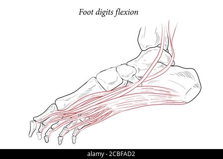 Illustration médicale des muscles de flexion des chiffres du pied agissant sur la portée du pied depuis le dessus du genou jusqu'à divers points sur le squelette du pied. Dessin au trait f Illustration de Vecteur