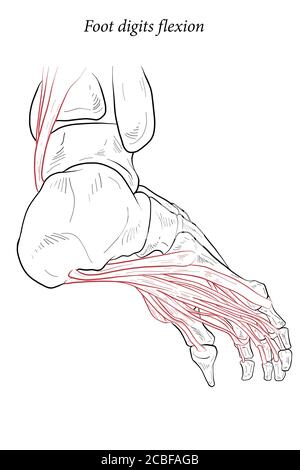 Illustration médicale des muscles de flexion des chiffres du pied agissant sur la portée du pied depuis le dessus du genou jusqu'à divers points sur le squelette du pied. Dessin au trait f Illustration de Vecteur