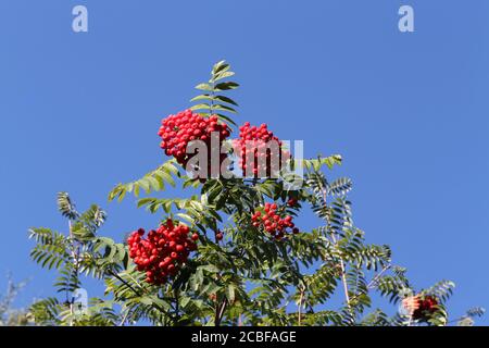 Baies de Sorbus aucuparia avec feuillage contre ciel bleu Banque D'Images