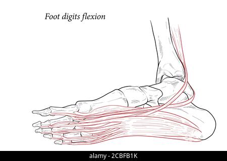 Illustration médicale des muscles de flexion des chiffres du pied agissant sur la portée du pied depuis le dessus du genou jusqu'à divers points sur le squelette du pied. Dessin au trait f Illustration de Vecteur