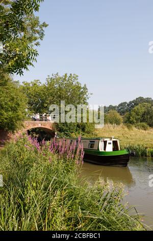 Crick, Northamptonshire, Royaume-Uni - 12/08/20: Les spectateurs regardent un bateau à rames qui navigue sous un pont et passe devant des fleurs de Loosestrife pourpre. Banque D'Images