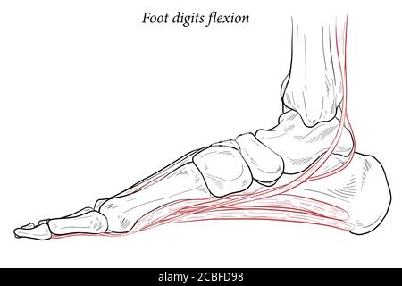 Illustration médicale des muscles de flexion des chiffres du pied agissant sur la portée du pied depuis le dessus du genou jusqu'à divers points sur le squelette du pied. Dessin au trait f Illustration de Vecteur